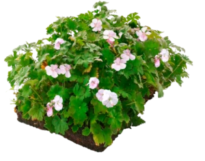 Covergreen® Geranium biokovo