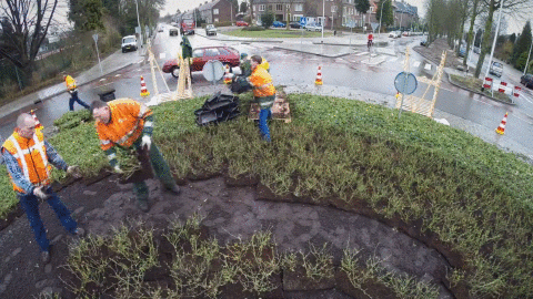 Planting a roundabout with groundcovers