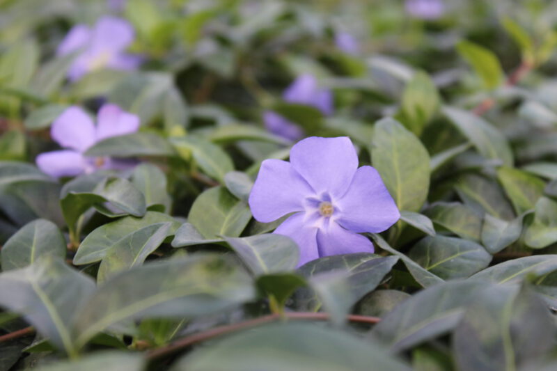 Vinca minor bloei