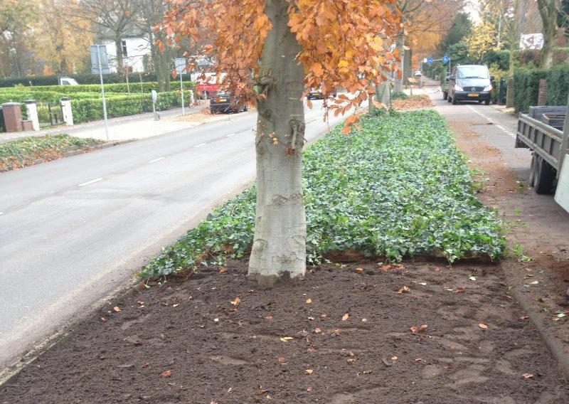 Covergreen Hedera Gemeente Bussum