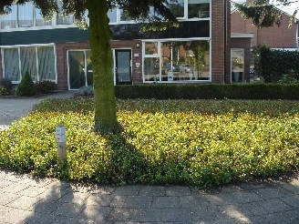 Gemeente Hardenberg (Euonymus plantmatten) covergreen