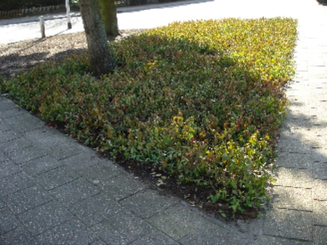 Gemeente Hardenberg (Euonymus plantmatten) covergreen