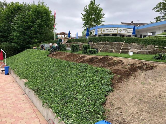 Groundcovers around a swimming pool embankment