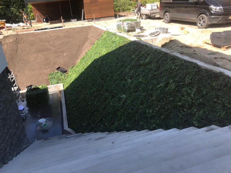 Periwinkle ground cover on a slope