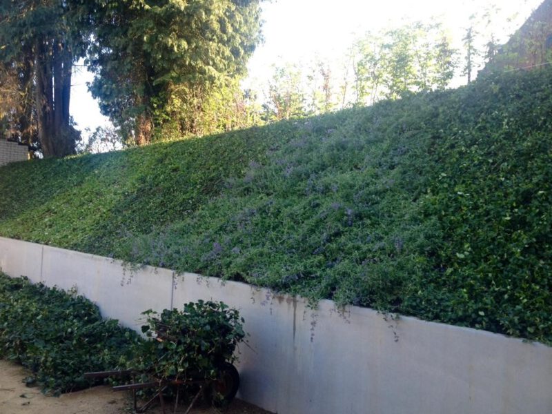 Various ground covers on embankment