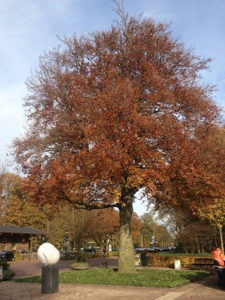 Bevrijdingsboom in Ermelo covergreen