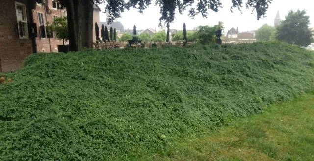 Gemeente Coevorden Plantenmat