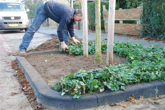 Gemeente Hengelo maakt gebruik van Waldsteinia
