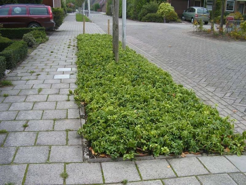 Bodembedekking in Hilversum