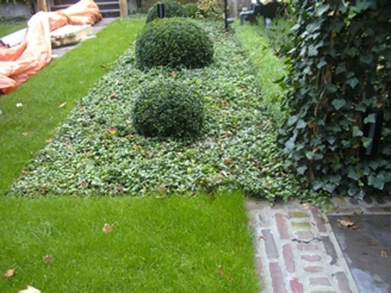 Bodembedekking in Hilversum