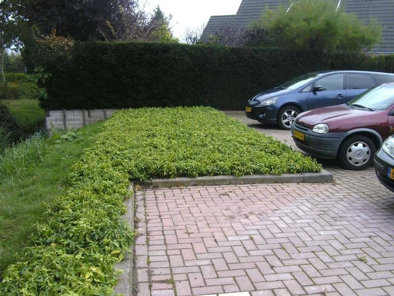 Bodembedekking in Hilversum