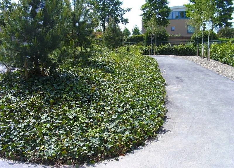 Kartbaan Heerhugowaard Covergreen