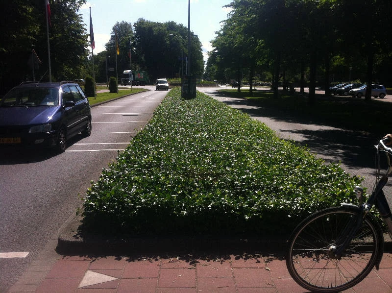 Middenberm beplanting Euonymus in het openbaar groen covergreen