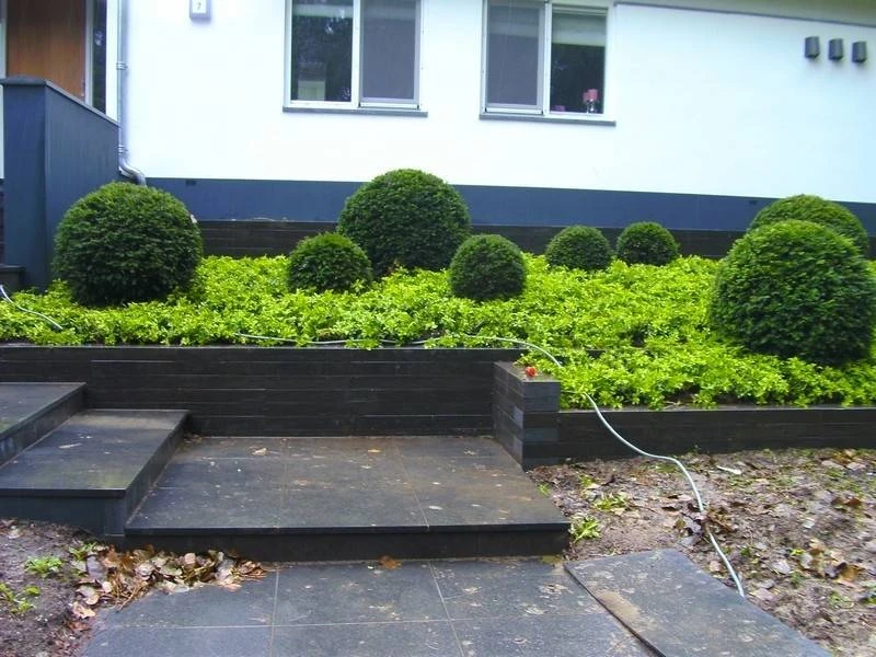 Pachysandra terminalis plantenmat covergreen