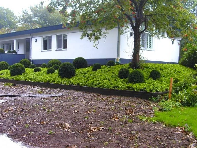 Pachysandra terminalis plantenmat covergreen