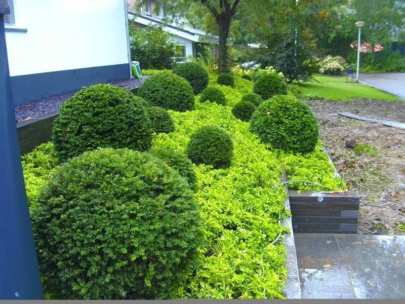 Pachysandra terminalis plantenmat covergreen