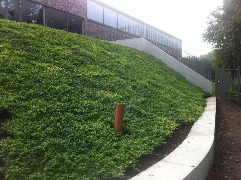 Garden Plants on a slope around a building