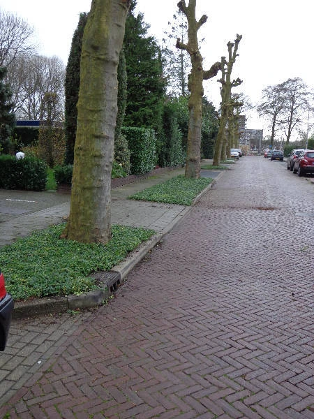 Boomspiegels gemeente Uithoorn covergreen