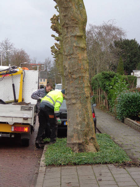 Boomspiegels gemeente Uithoorn covergreen