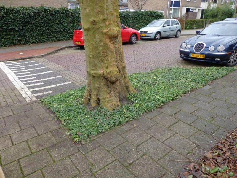 Boomspiegels gemeente Uithoorn covergreen