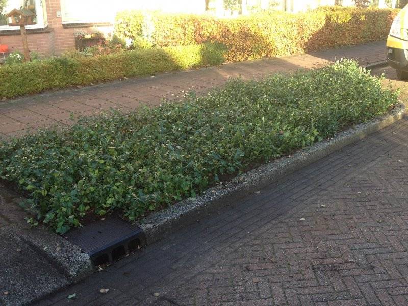 Gemeente Lochem plantenmatten covergreen