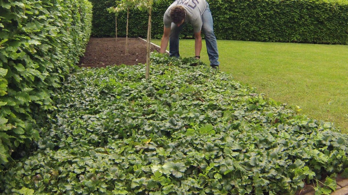 30 X Vinca Minor Farbmix - (Bodendecker/winterhart/trittfest) Kleines