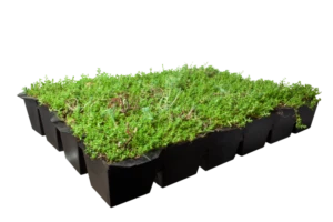 Covergreen® Sedumdak cassettes voor een eenvoudig groendak