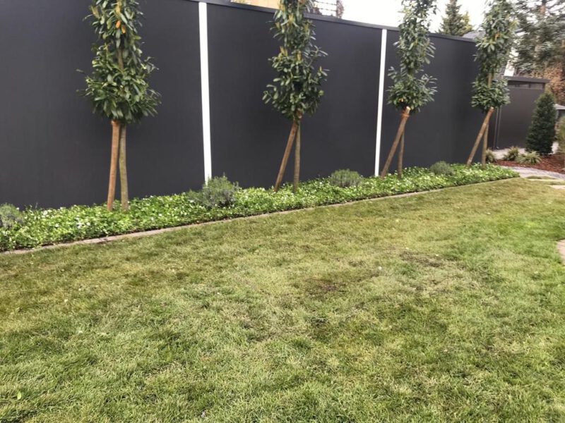 Border beplanten met vaste planten maagdenpalm