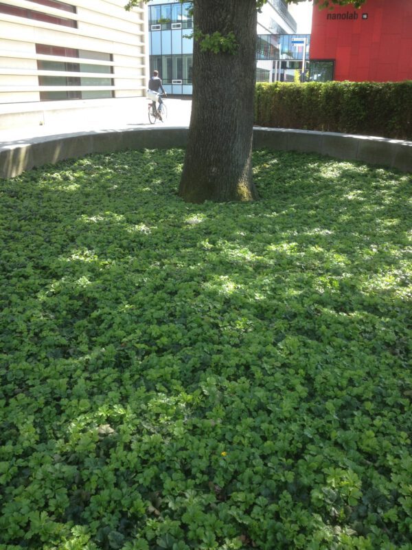 Vaste planten border ingeplant met Waldsteinia ternata bodembedekkers