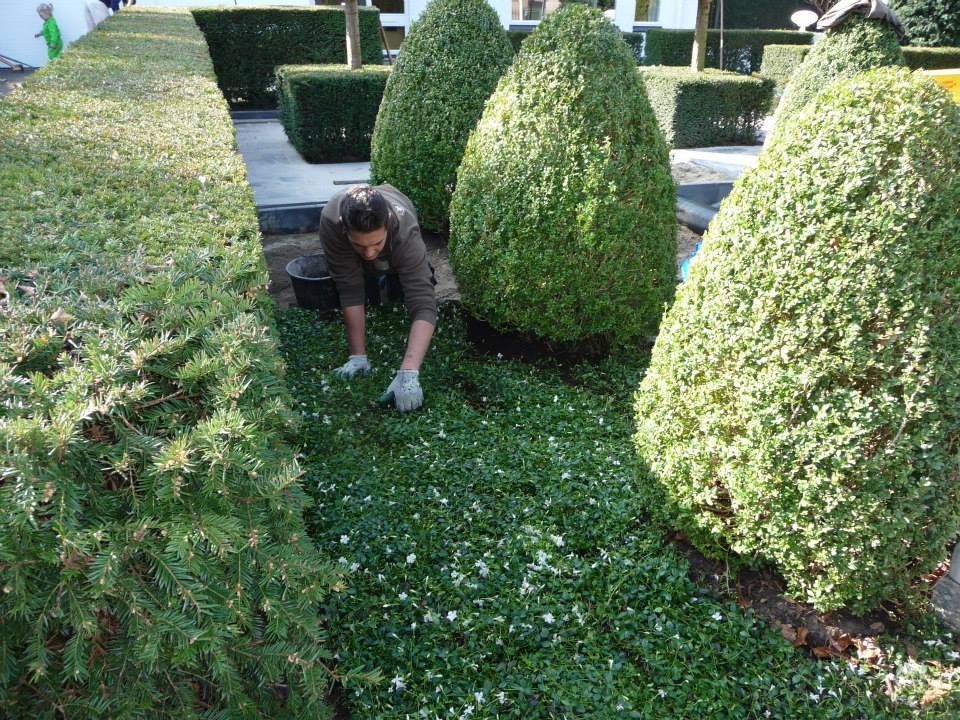 Gartenbeete mit Bodendecker