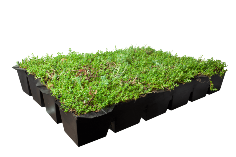 Covergreen® Sedum and a Sedum roof ready-to-use cassettes