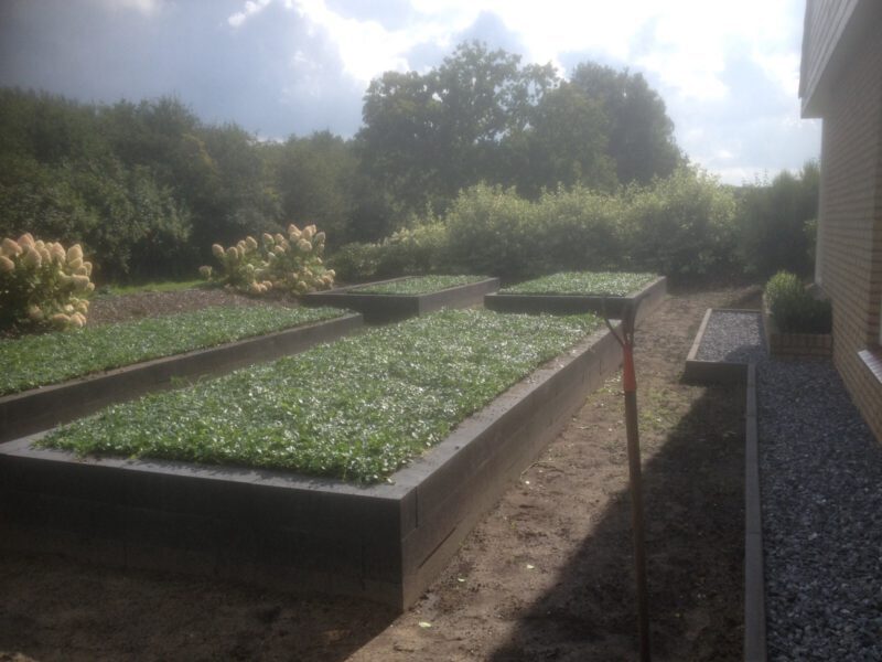 handelaar Woestijn ongerustheid Bloembakken en plantenbakken beplanting - Covergreen