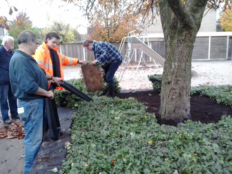 Boombak beplanten met vasteplanten