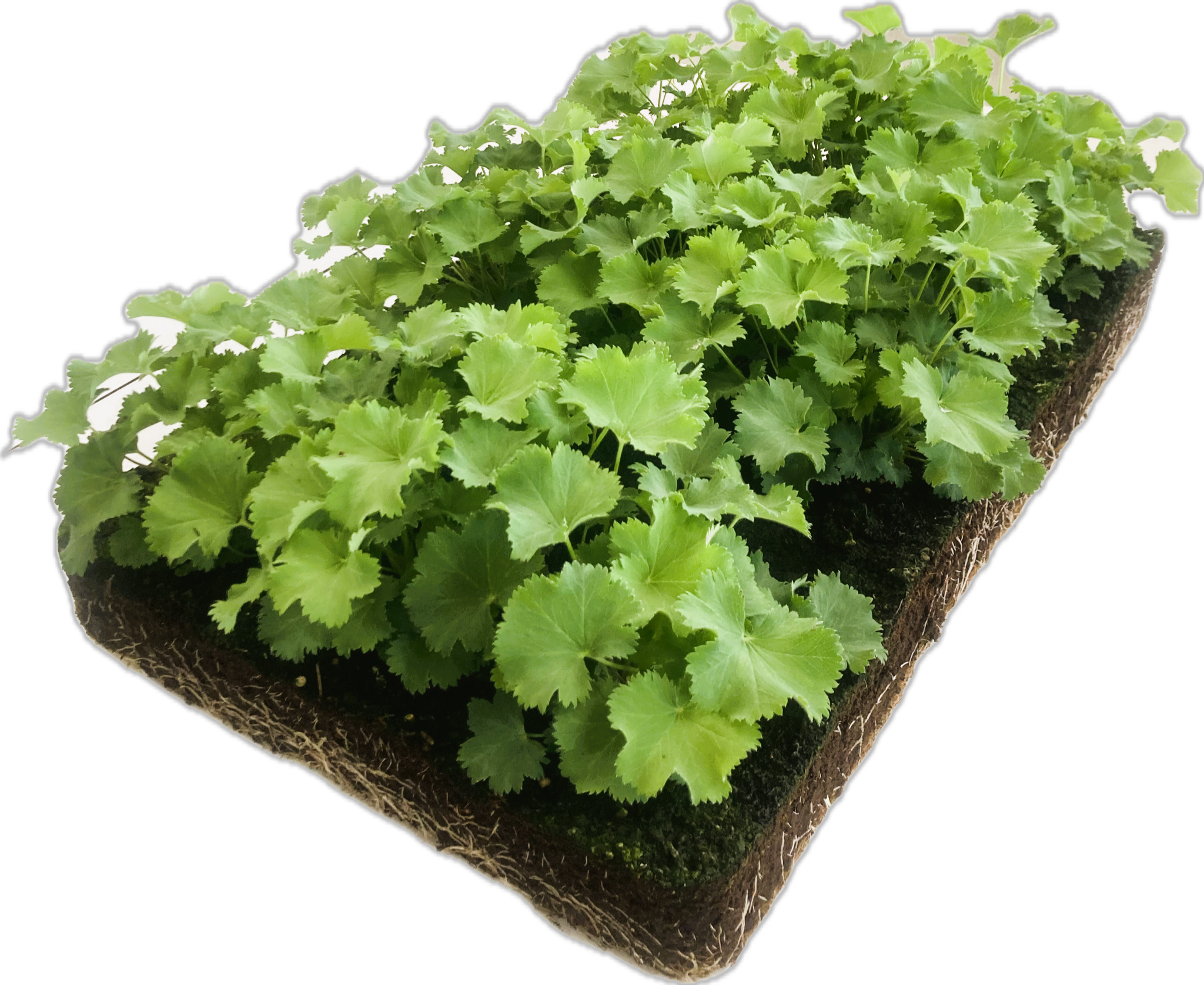 Alchemilla mollis (Vrouwenmantel)
