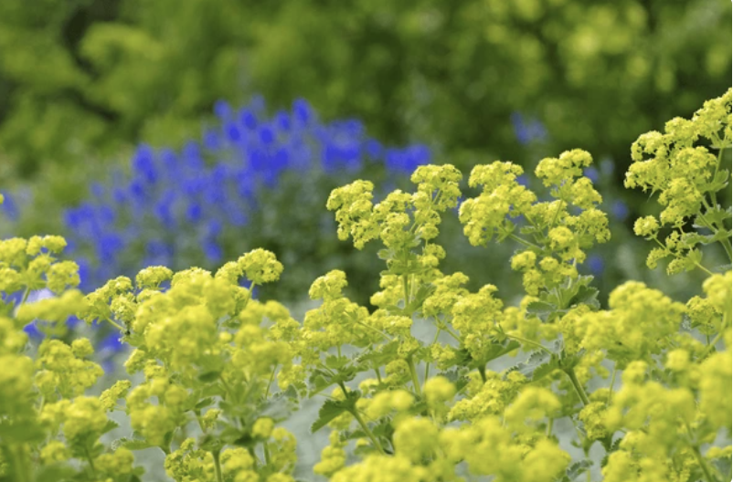 Bloei Alchemilla mollis